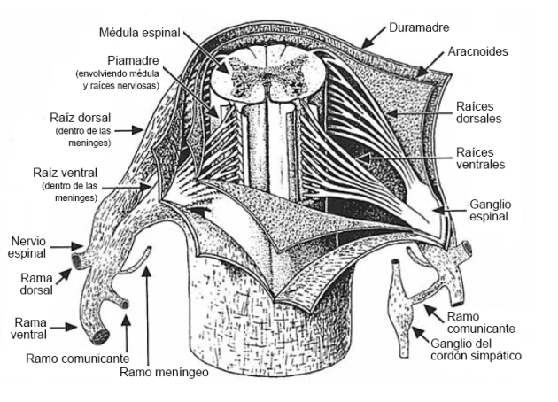 Médula espinal y sus meninges