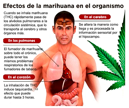 Efectos de la marihuana en el cuerpo humano.