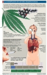 Terapéutica médica del cannabis.