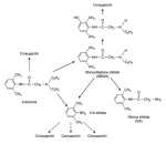 Metabolismo de la lidocaína